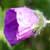 Fiche du Geranium sanguin