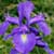 Fiche de l'Iris des Pyrénées