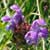 Fiche de la Brunelle à grandes fleurs
