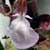 Fiche de la Ch�nette