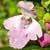 Fiche de la M�litte