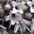 Fiche de la Menthe � feuilles longues