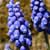 Fiche du Muscari � grappe