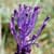 Fiche du Muscari � toupet
