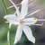 Fiche de la Phalang�re � fleurs de lis