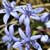 Fiche du Sceau de Scille � 2 feuilles