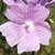 Fiche de la Mauve musquée