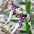 Fiche de l'Orchis à odeur de bouc