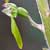 Fiche de la N�ottie � feuilles ovales