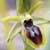 Fiche de l'Ophrys petite araignée