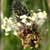 Fiche du Plantain lanc�ol�