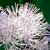 Fiche du Pigamon � feuilles d'Ancolie