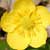 Fiche de la Renoncule t�te d'or