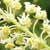 Fiche du R�s�da jaune
