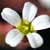Fiche de la Saxifrage � 3 doigts