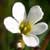 Fiche de l'Herbe � la gravelle