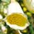 Fiche de la Digitale � grandes fleurs
