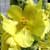Fiche de la Mol�ne fausse Phlomide