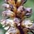 Fiche de l'Orobanche améthyste