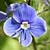 Fiche de la fausse Germandr�e