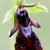 Fiche de l'Ophrys mouche