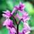 Fiche de l'Orchis de mle