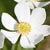 Fiche de l'Anmone  fleurs de Narcisse