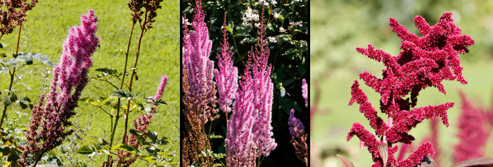 Fiche florale de l'Amaranthe hybride