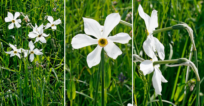 Fiche florale du Narcisse des potes 