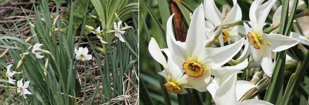 Fiche florale du Narcisse des potes 