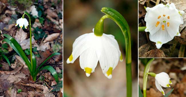 Fiche florale de la Nivole du printemps