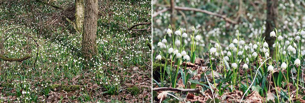 Nivoles de printemps  gogo