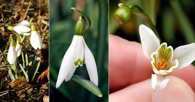 Fiche florale du Perce-neige 