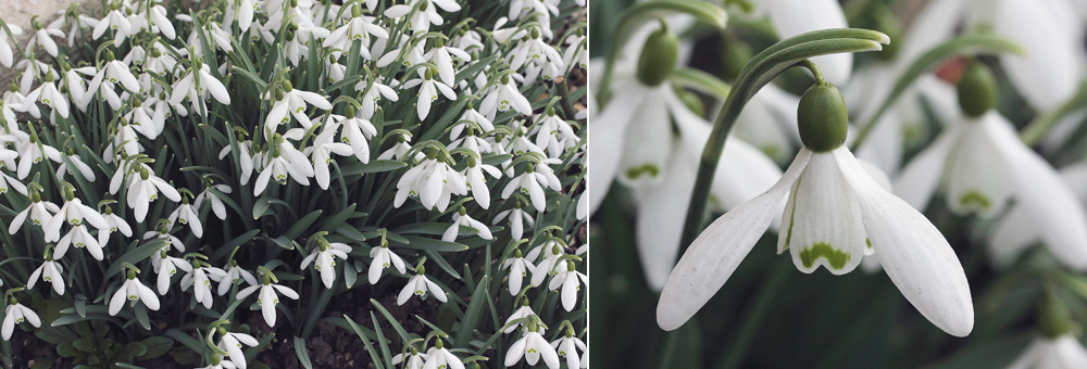 Fiche florale du Perce-neige 