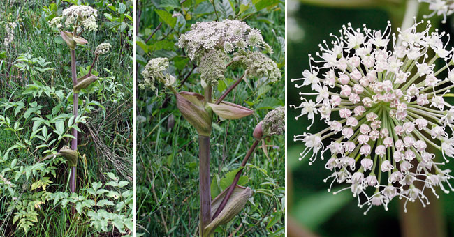 Fiche florale de l'Anglique sauvage 