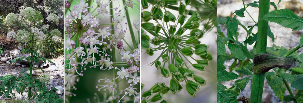 Fiche florale de l'Anglique de Razouls 