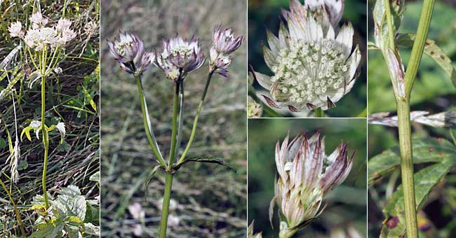 Fiche florale de la grande Astrance