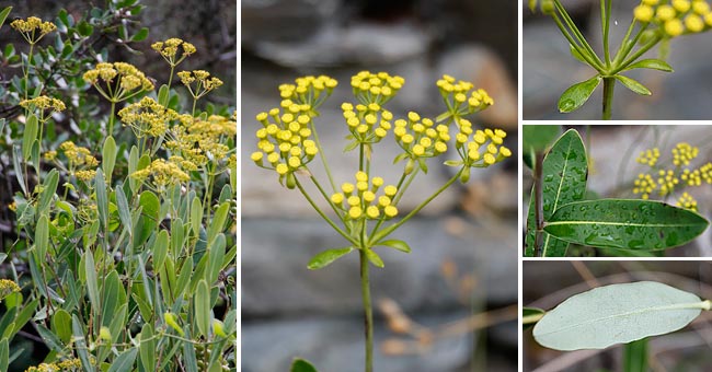 Fiche florale du Buplvre ligneux