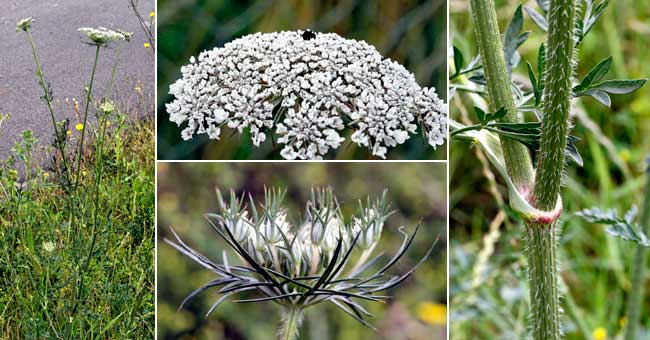 Fiche florale de la Carotte sauvage