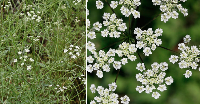 Fiche florale du Cerfeuil enivrant 