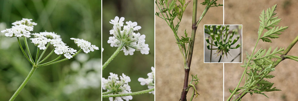 Fiche florale du Cerfeuil enivrant 