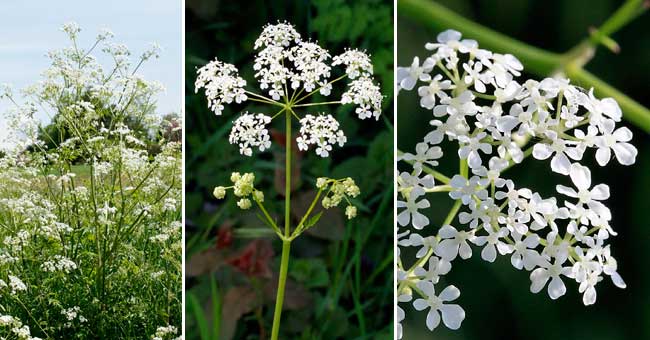 Fiche florale du Cerfeuil sauvage