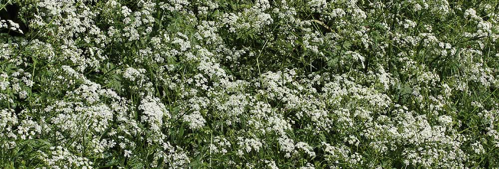 Fiche florale du Cerfeuil sauvage