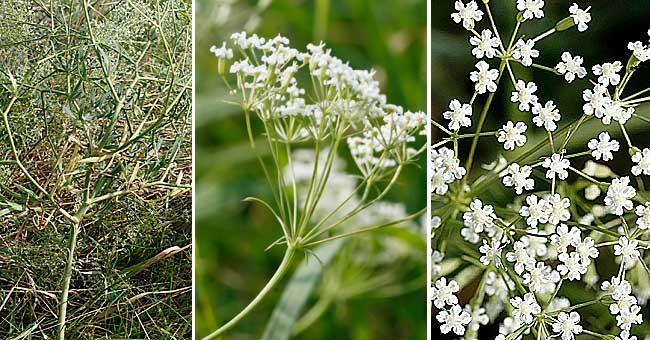 Fiche florale de la Falcaire commune