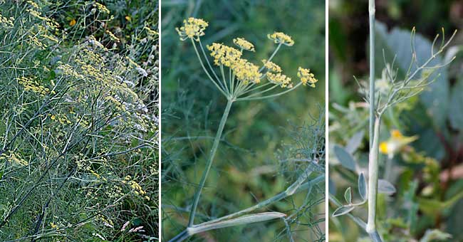 Fiche florale du Fenouil commun 