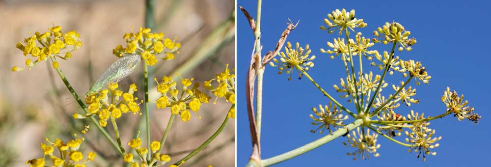 Fiche florale du Fenouil commun 