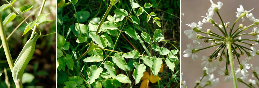 Fiche florale du laser  larges feuilles