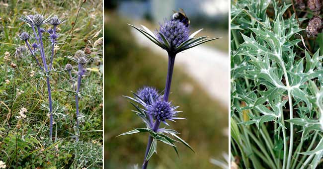 Fiche florale du Panicaut de Bourgat 