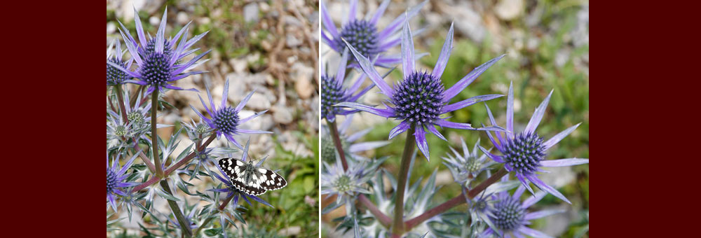 Fiche florale du Panicaut de Bourgat 