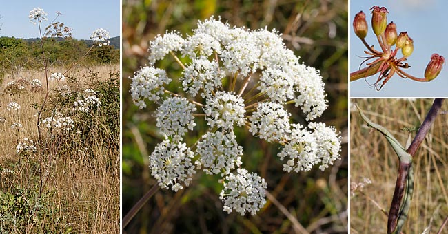 Fiche florale du Persil de montagne